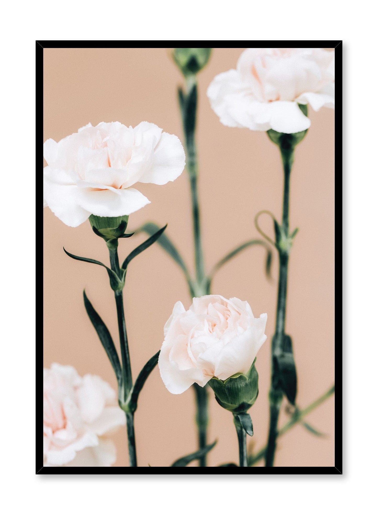 Pink Carnations, Poster