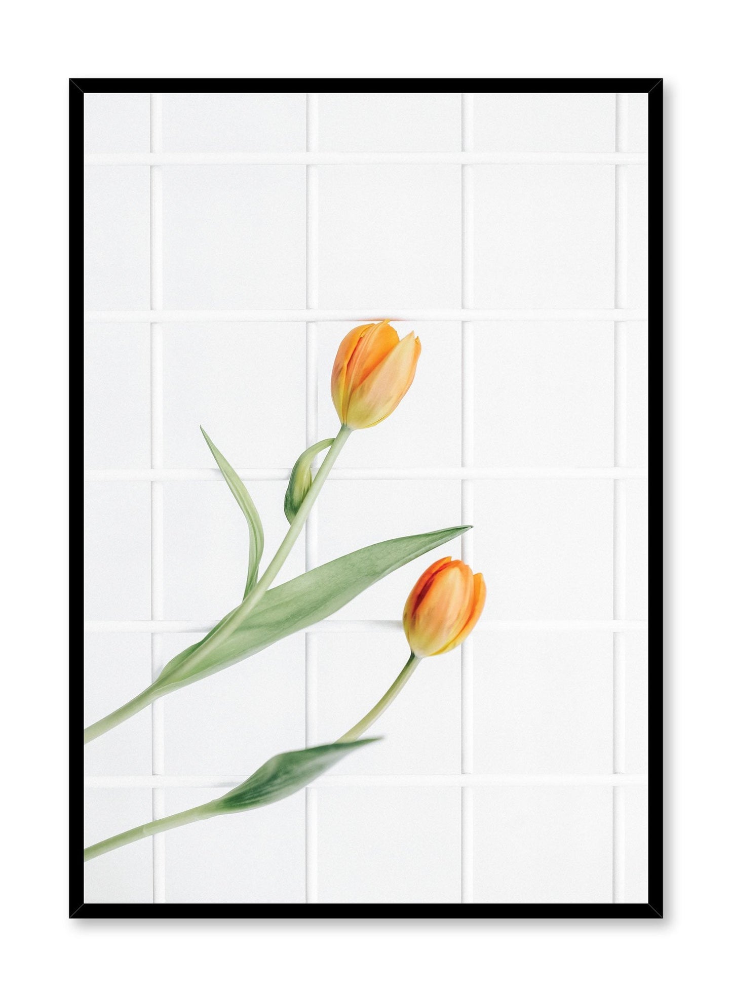 Tulips in Arabesque, Poster