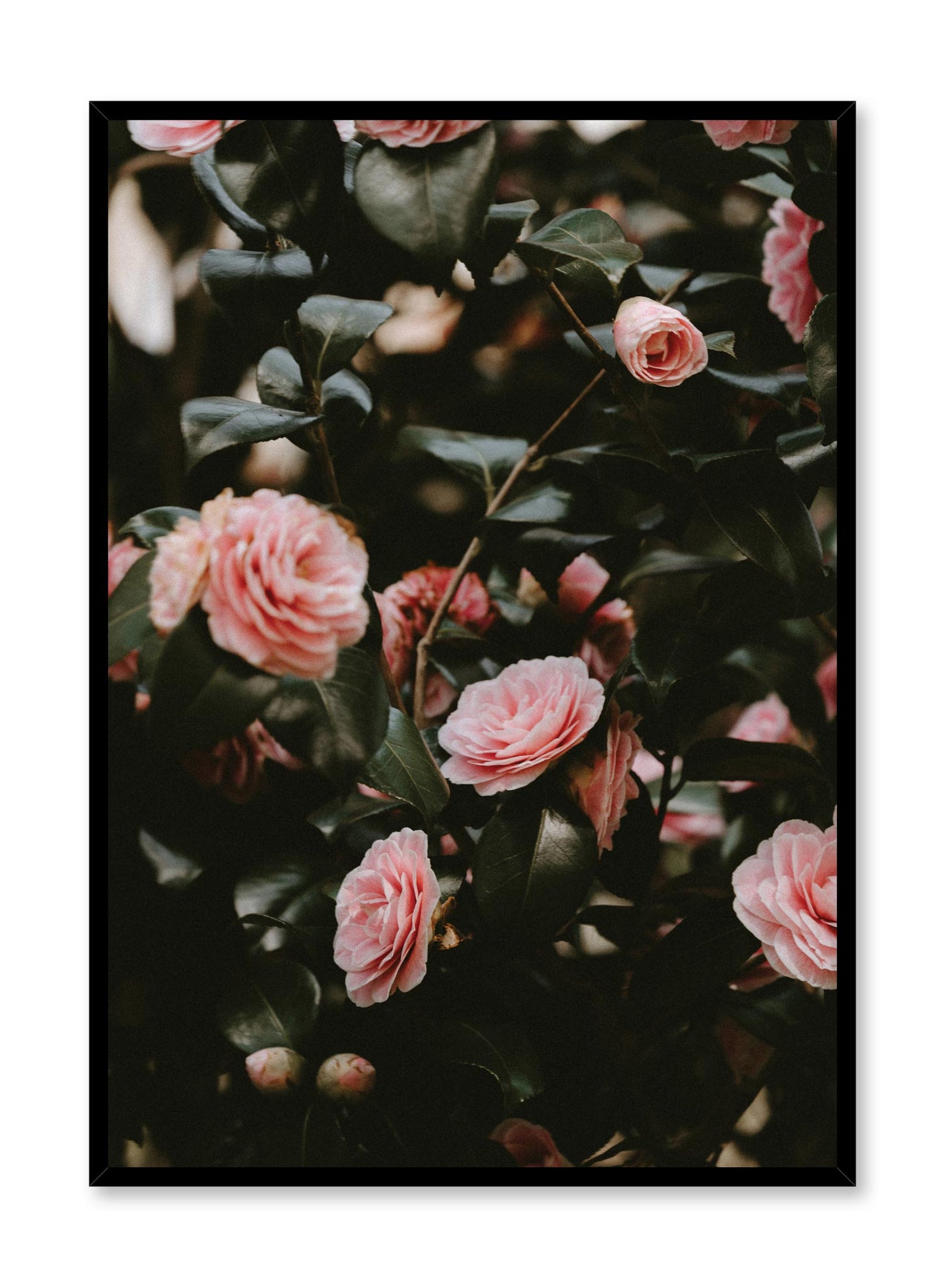 Pink Rosebush, Poster