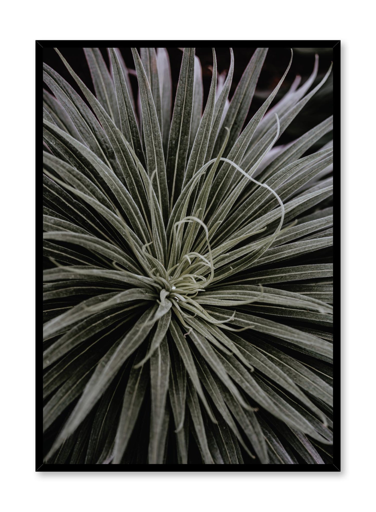 Spidery Plant, Poster