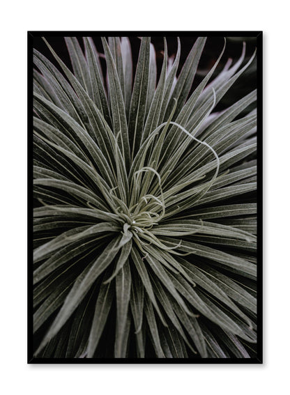 Spidery Plant, Poster