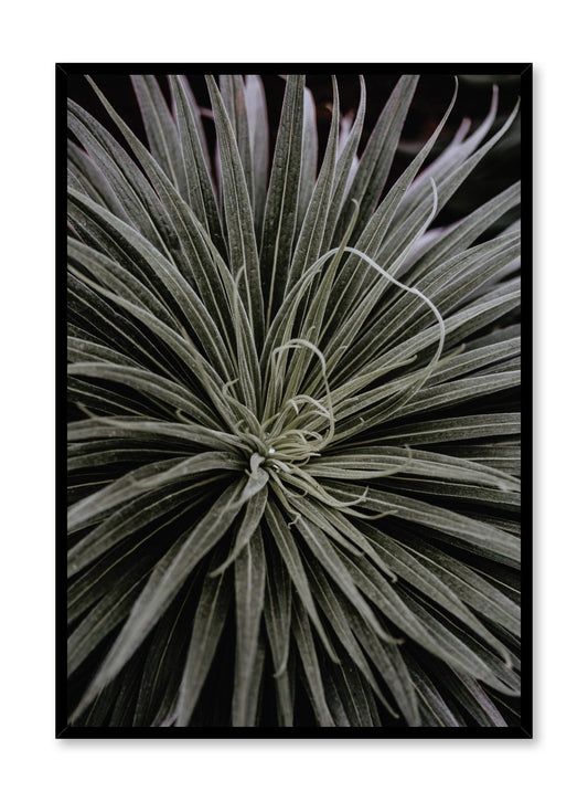 Spidery Plant, Poster