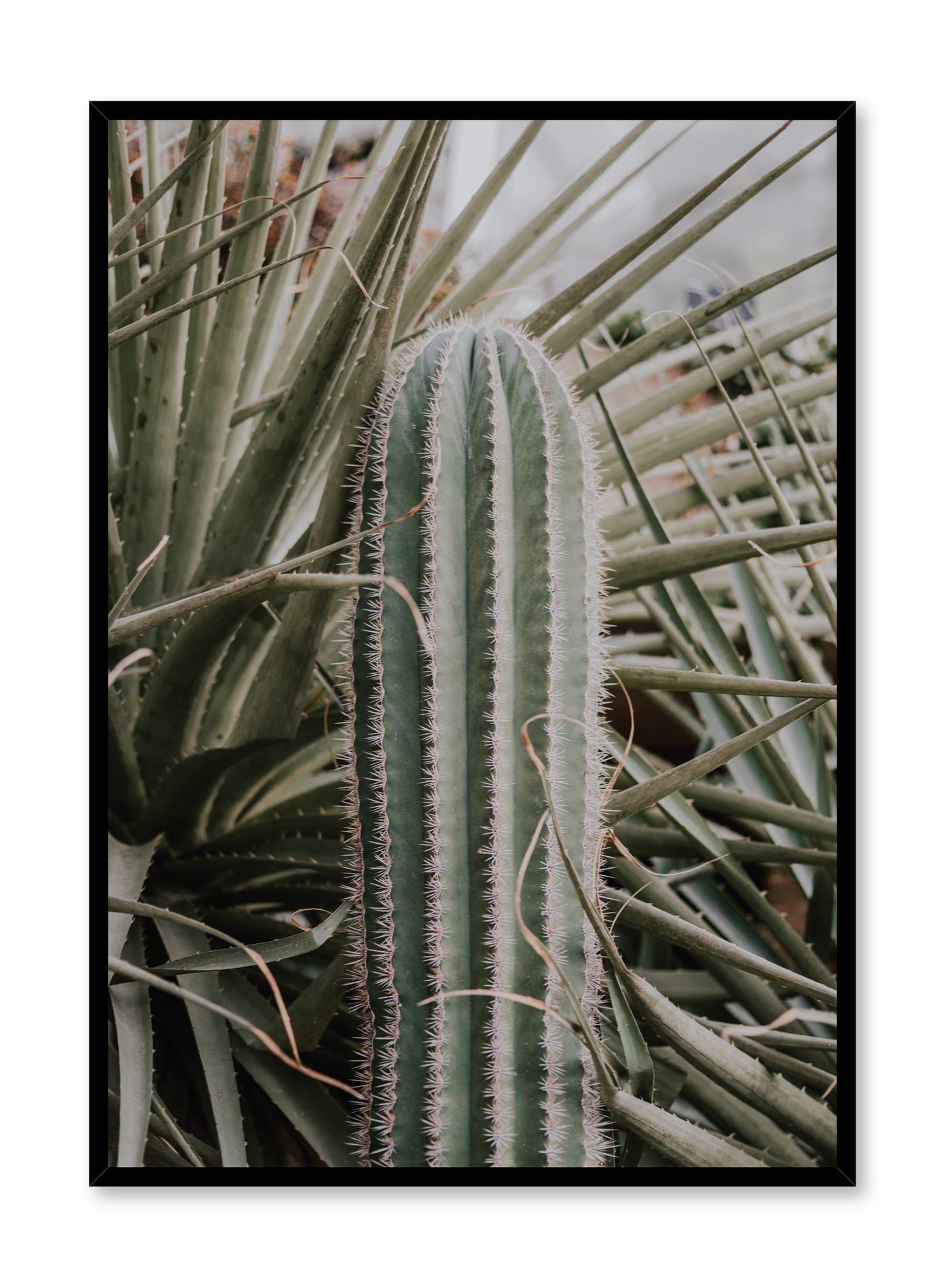 Cactus in Nature, Poster