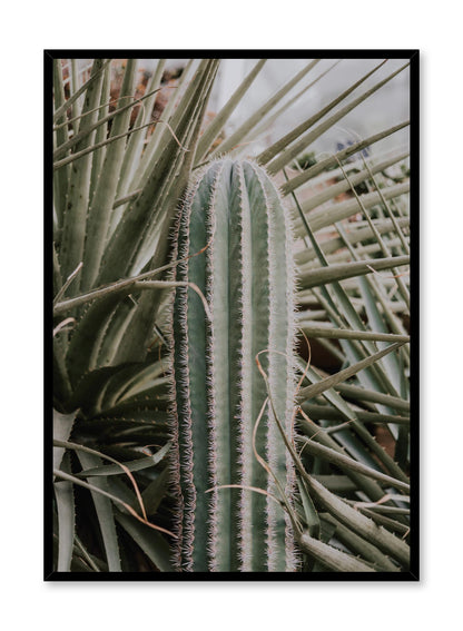 Cactus in Nature, Poster