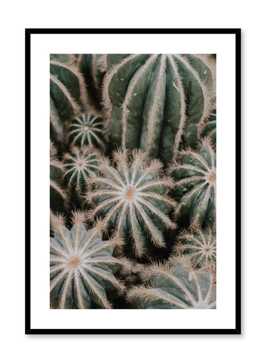 Cacti, Poster