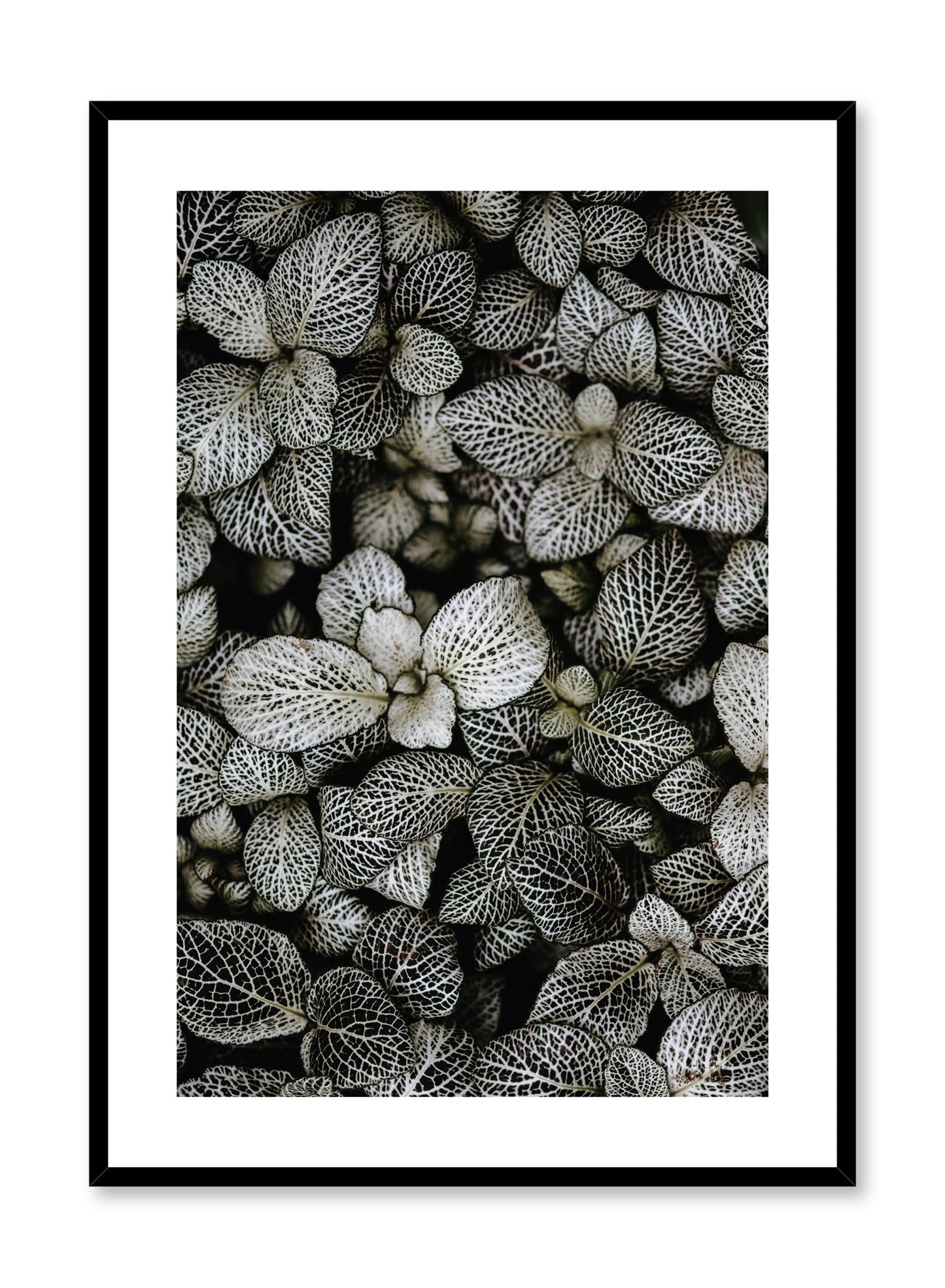 Patterned Leaves, Poster