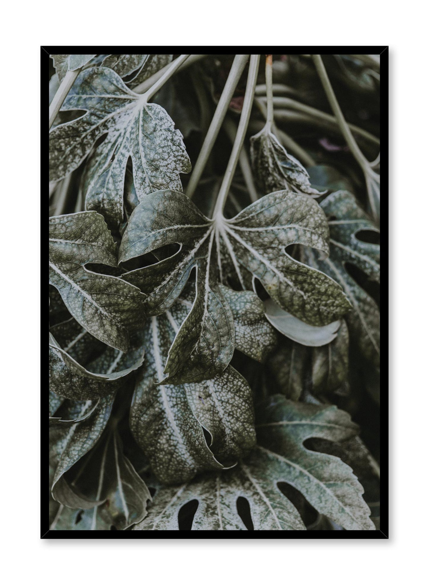 Ageing Beauties, Poster