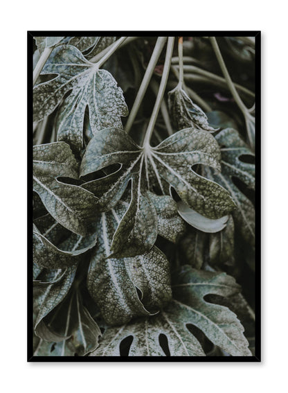 Ageing Beauties, Poster