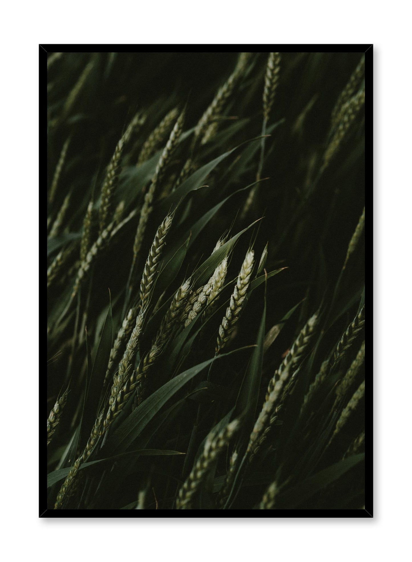 Young Wheat, Poster