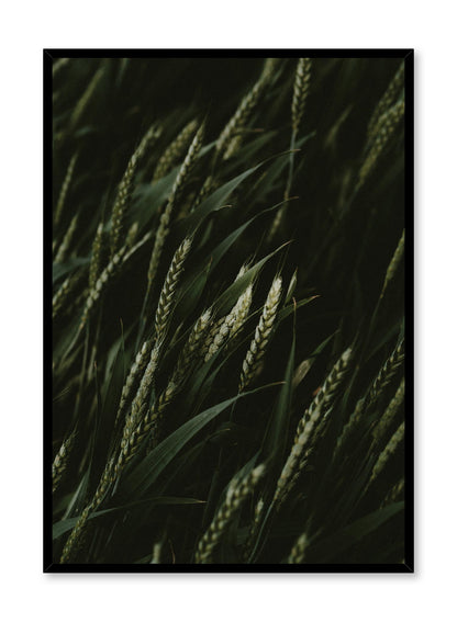 Young Wheat, Poster