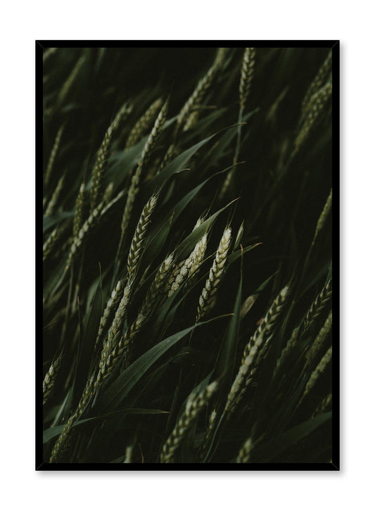 Young Wheat, Poster