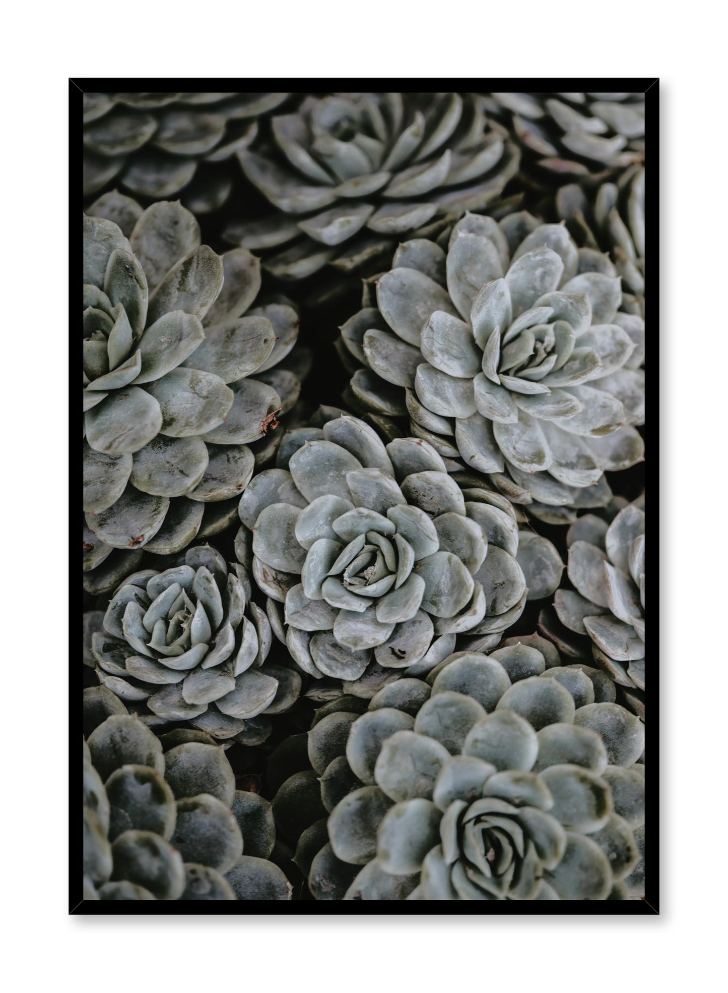 Group of Succulents, Poster