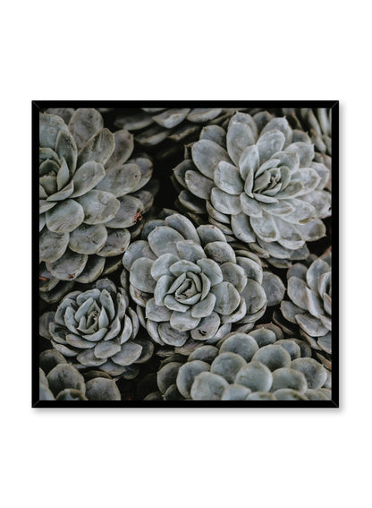 Group of Succulents, Poster