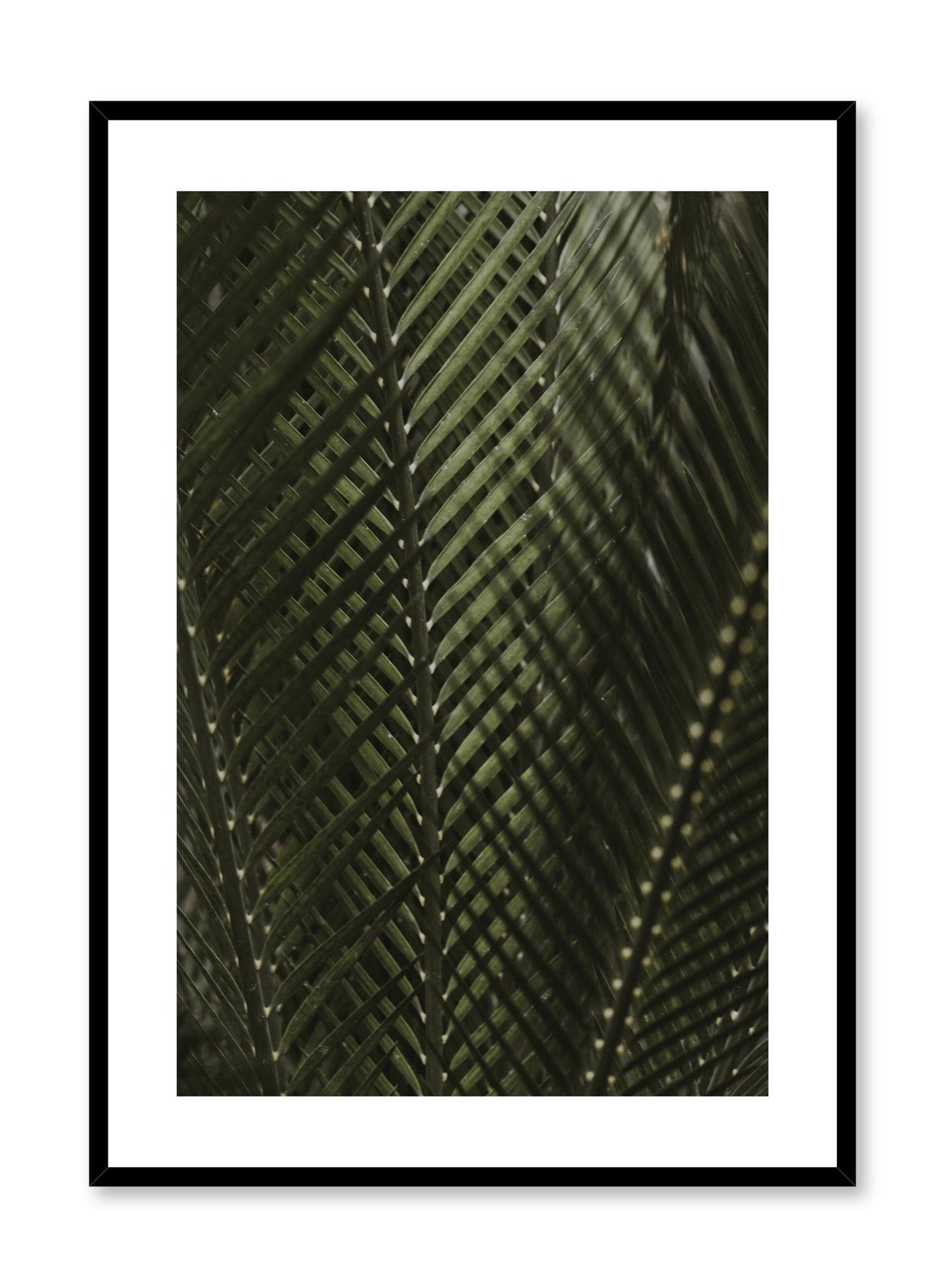 Shadowy Fern, Poster