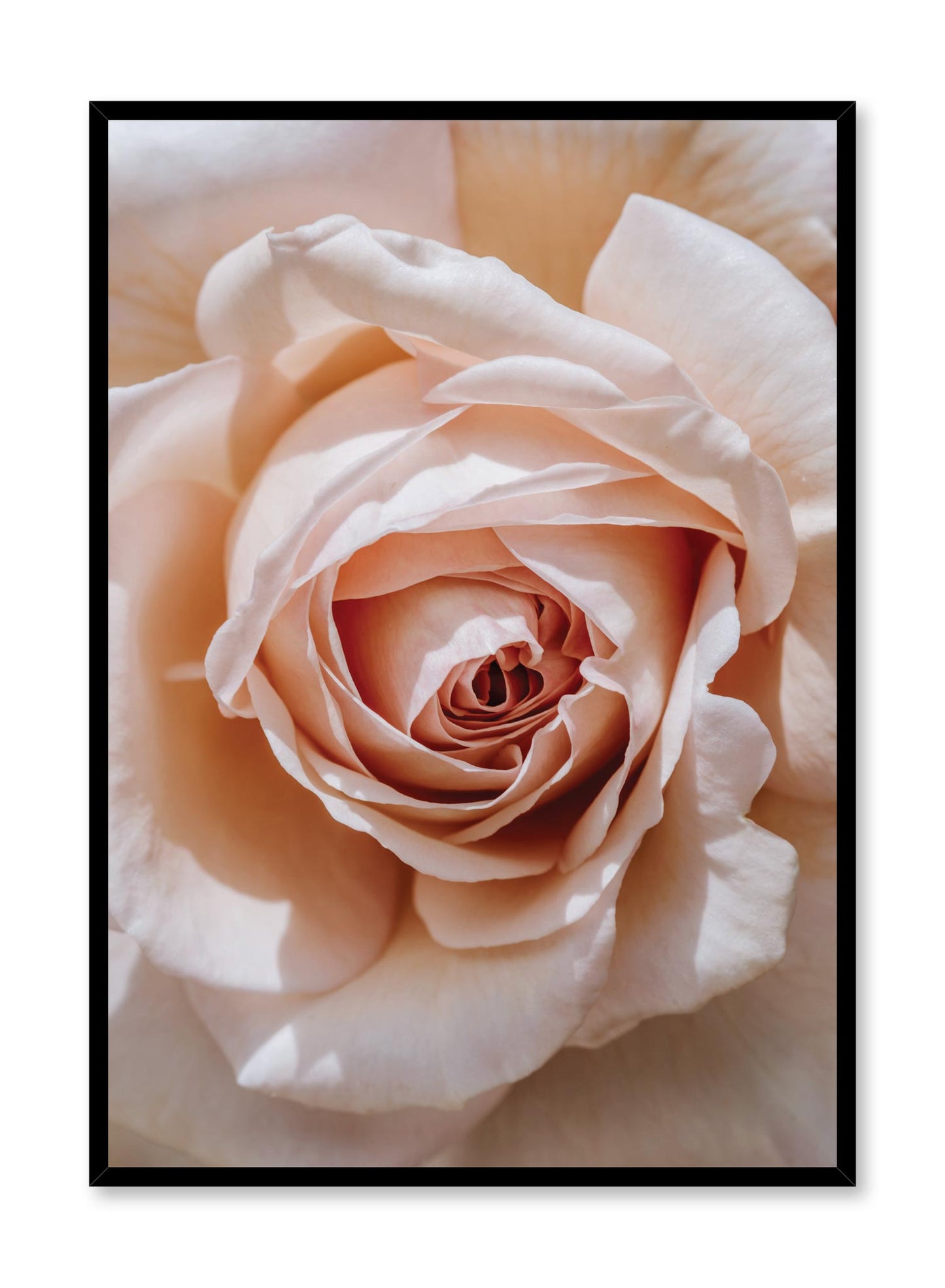 Single Pink Rose, Poster