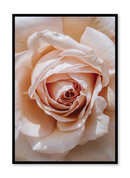 Single Pink Rose, Poster