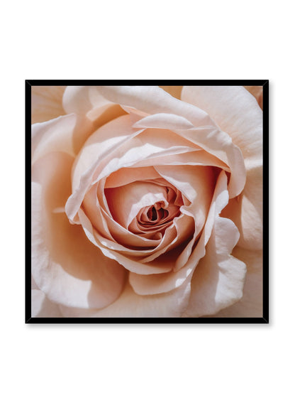 Single Pink Rose, Poster