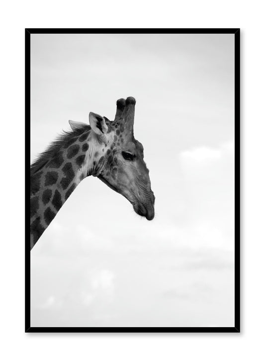 Safari, Poster