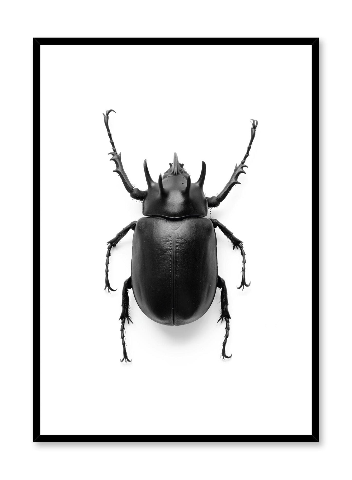 Beetle, Poster