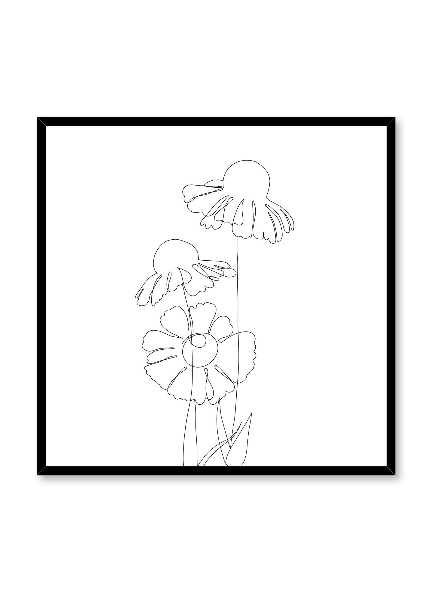 Coneflower, Poster