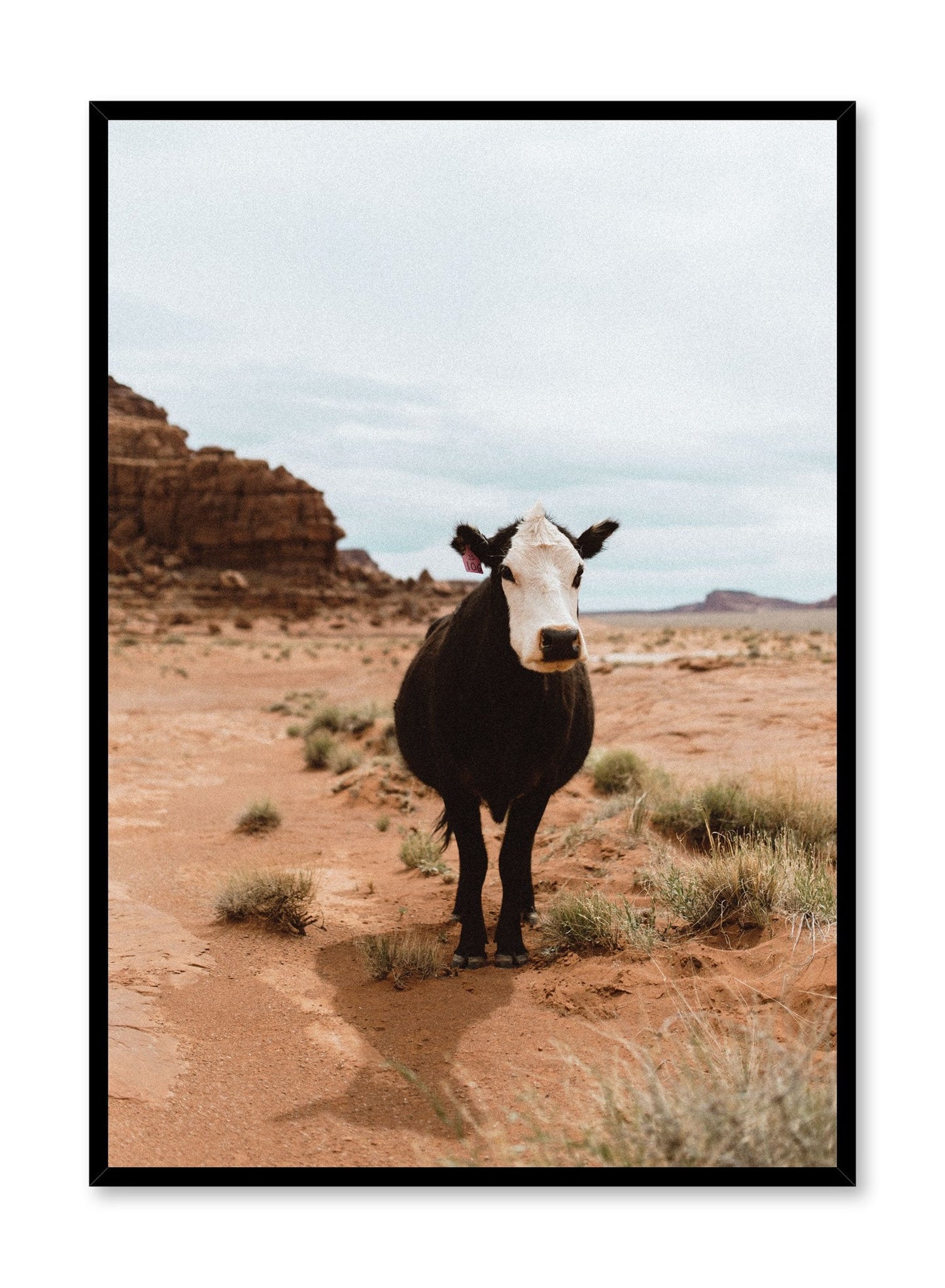 Desert Cattle, Poster