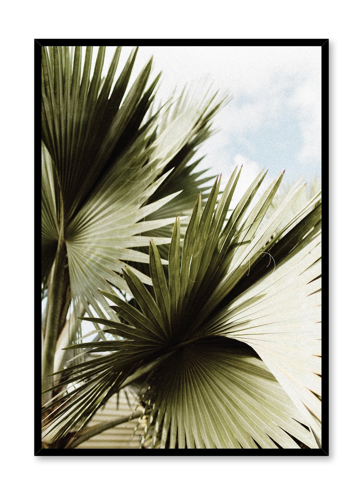 Saw Palmetto, Poster
