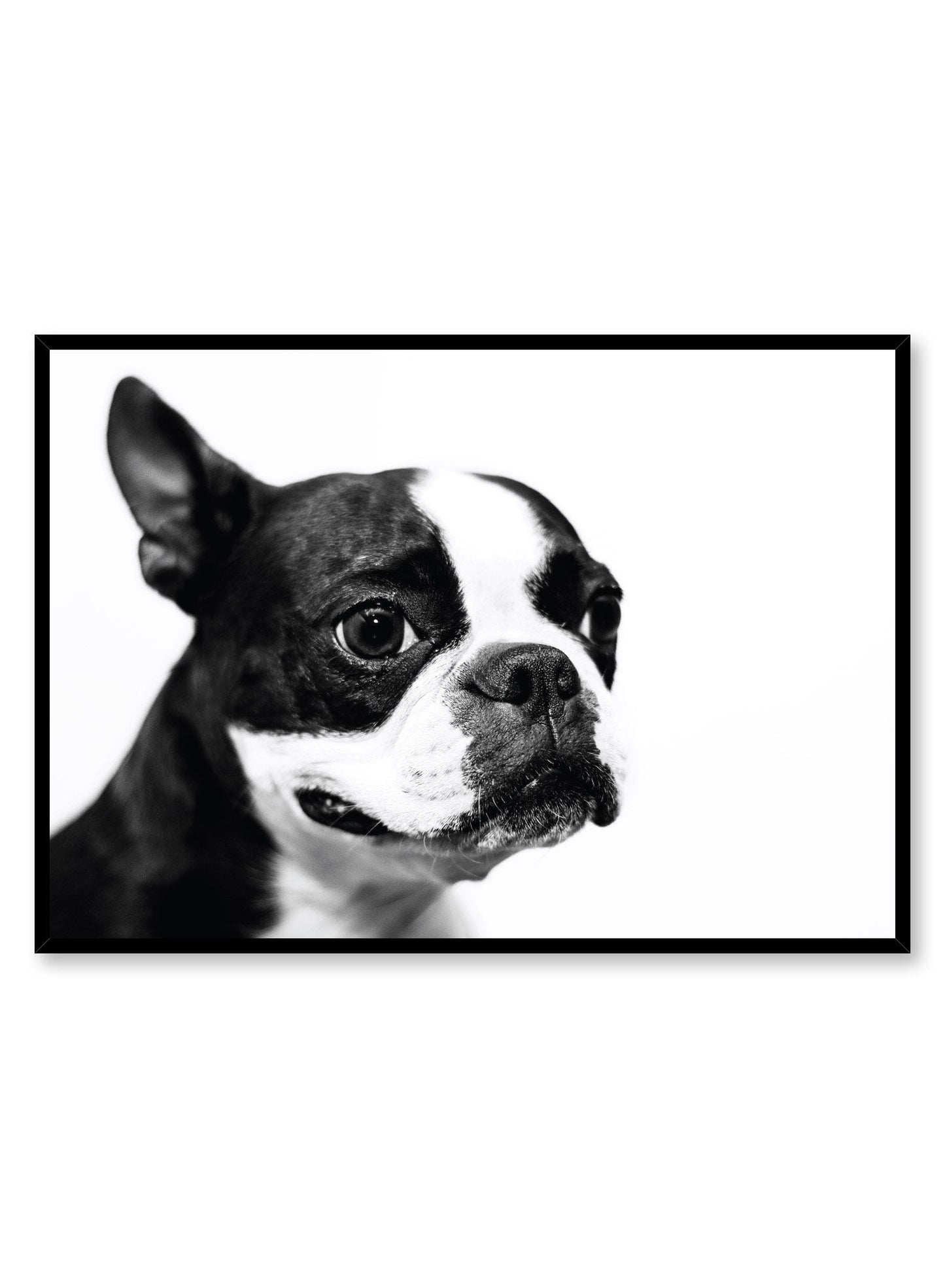 Boston Terrier, Poster