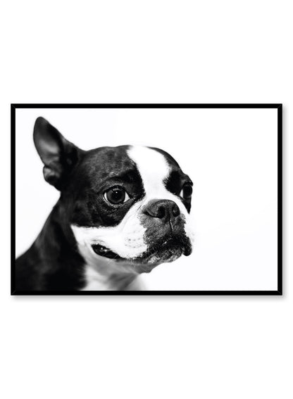 Boston Terrier, Poster