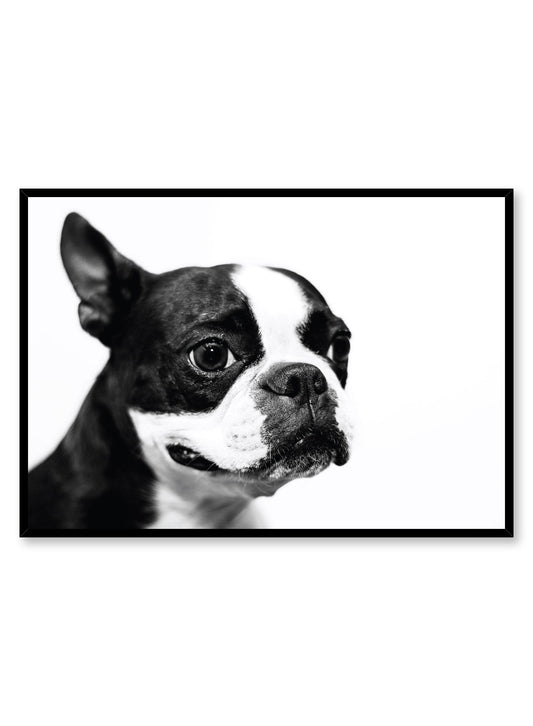 Boston Terrier, Poster