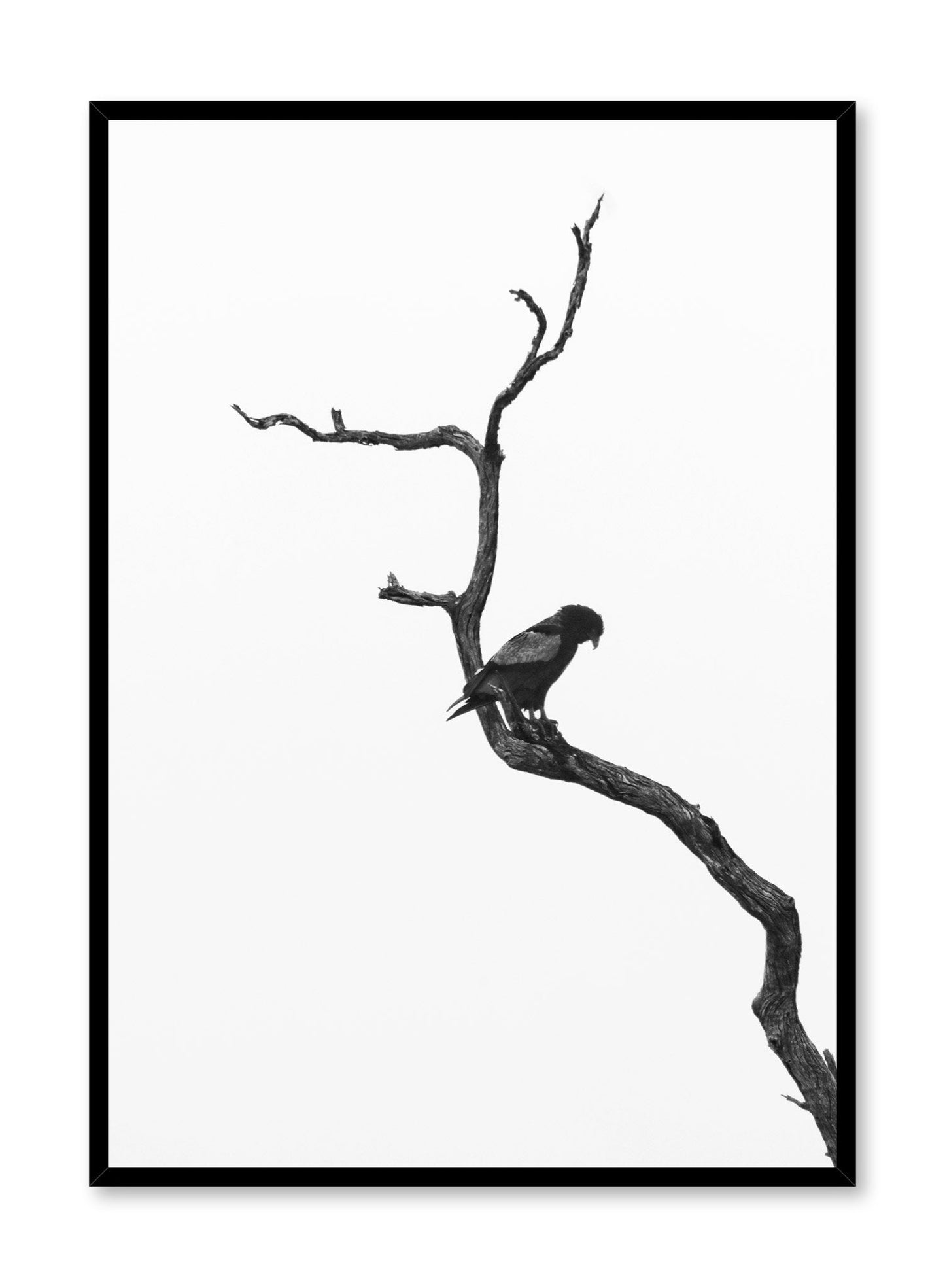 Perched, Poster