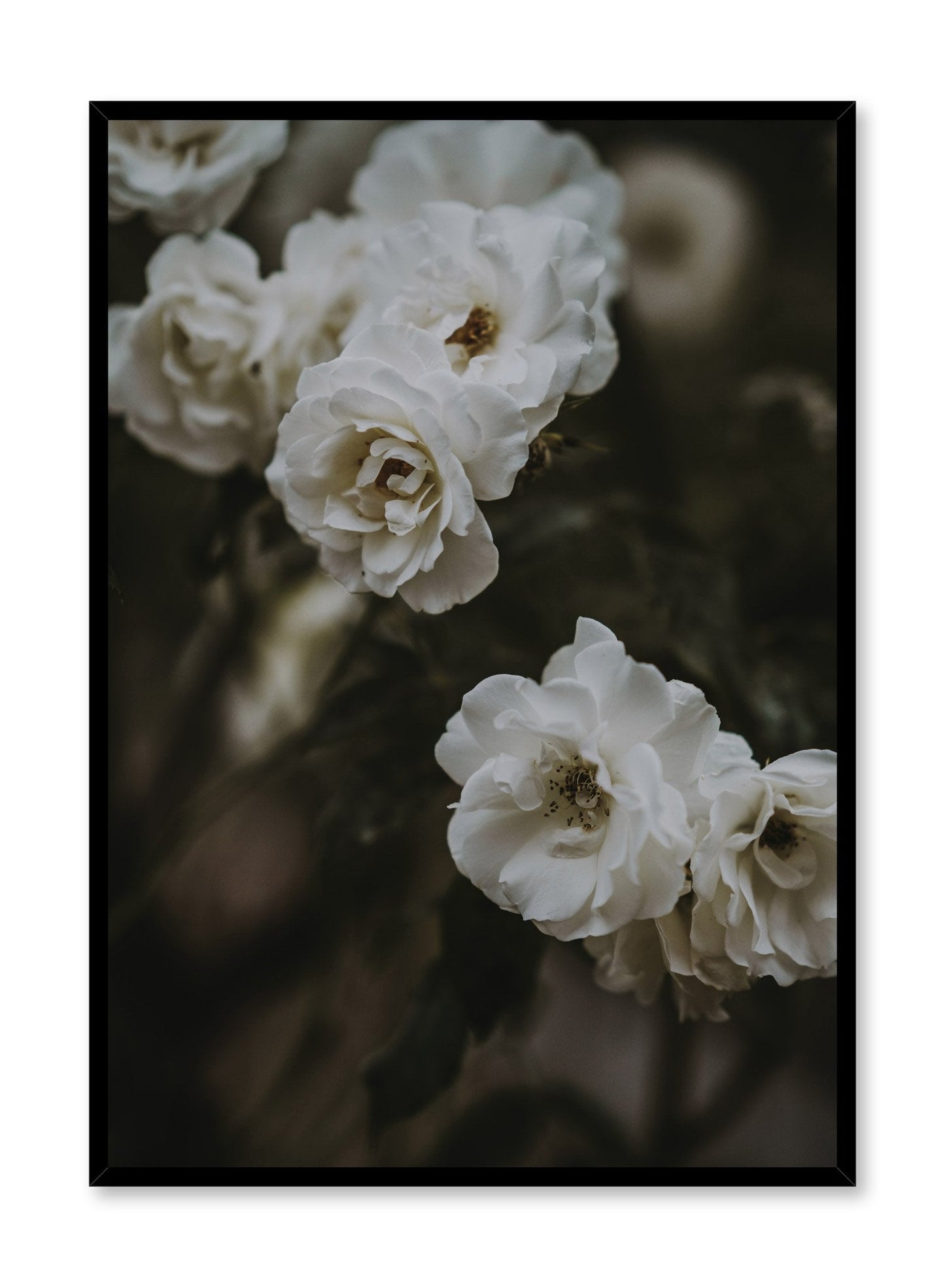 Petals at Dusk, Poster