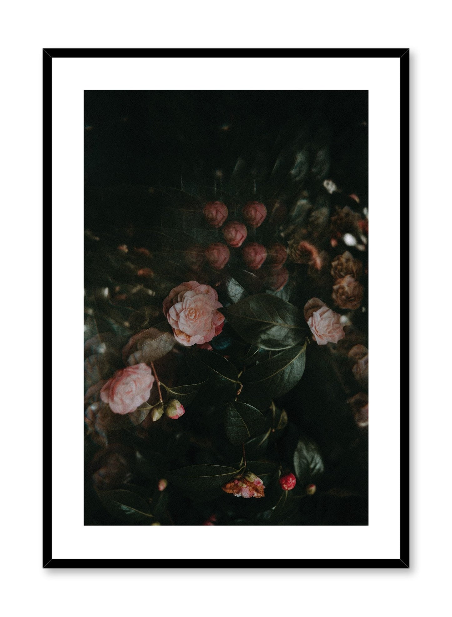 Rose Drama, Poster
