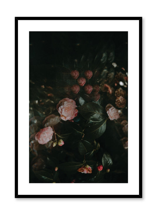 Rose Drama, Poster