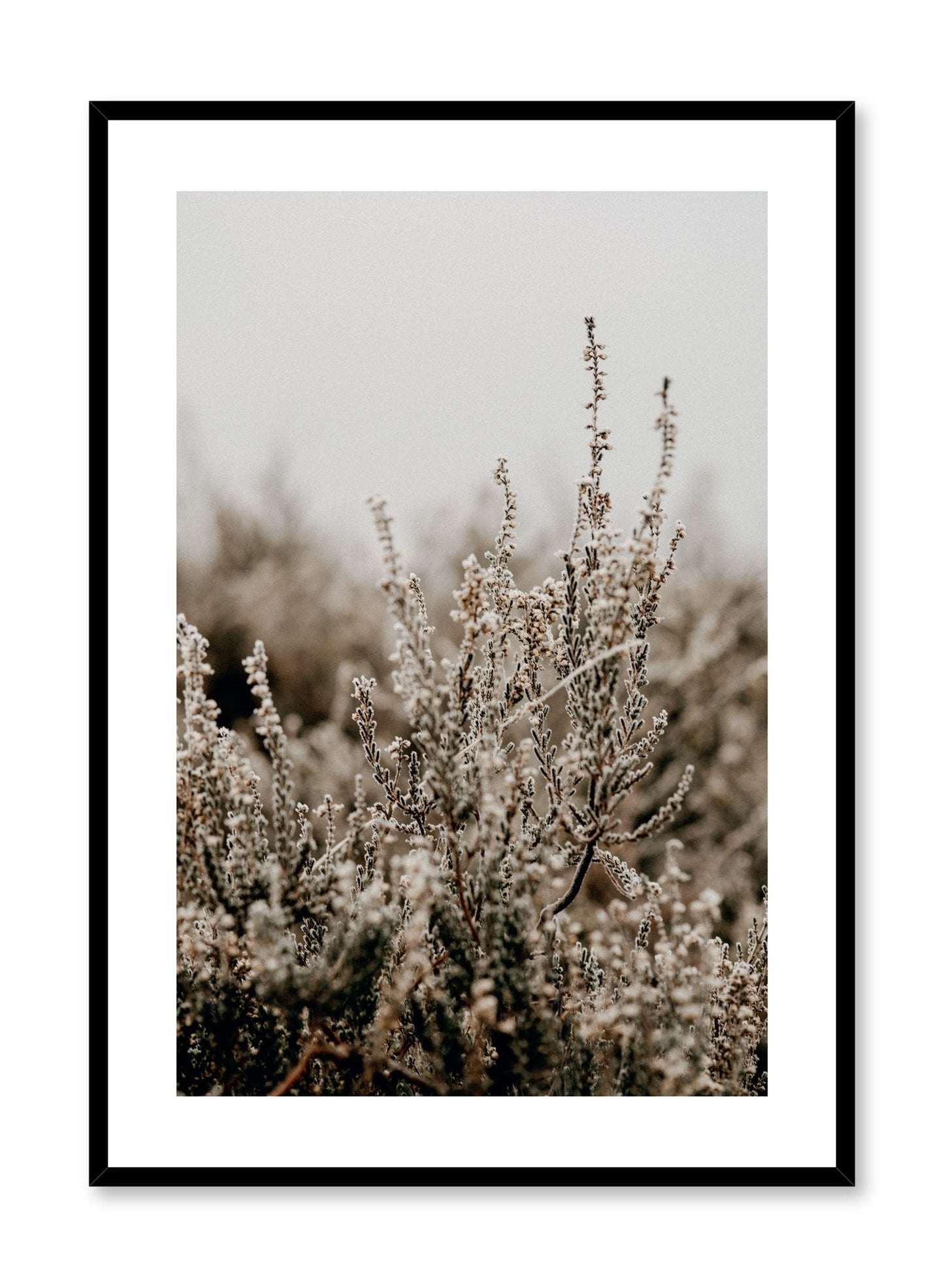 Silvery Seedheads, Poster