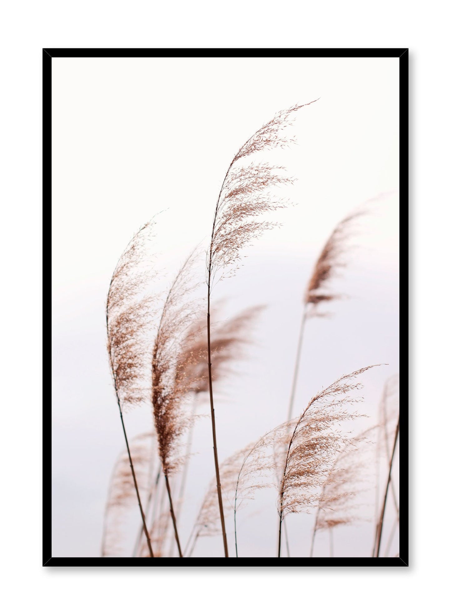 Feathery Grasses, Poster
