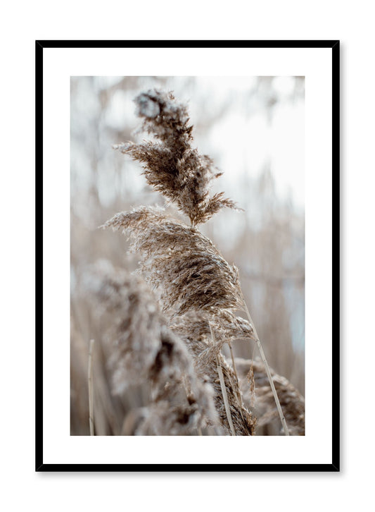 Wintry Plumes, Poster