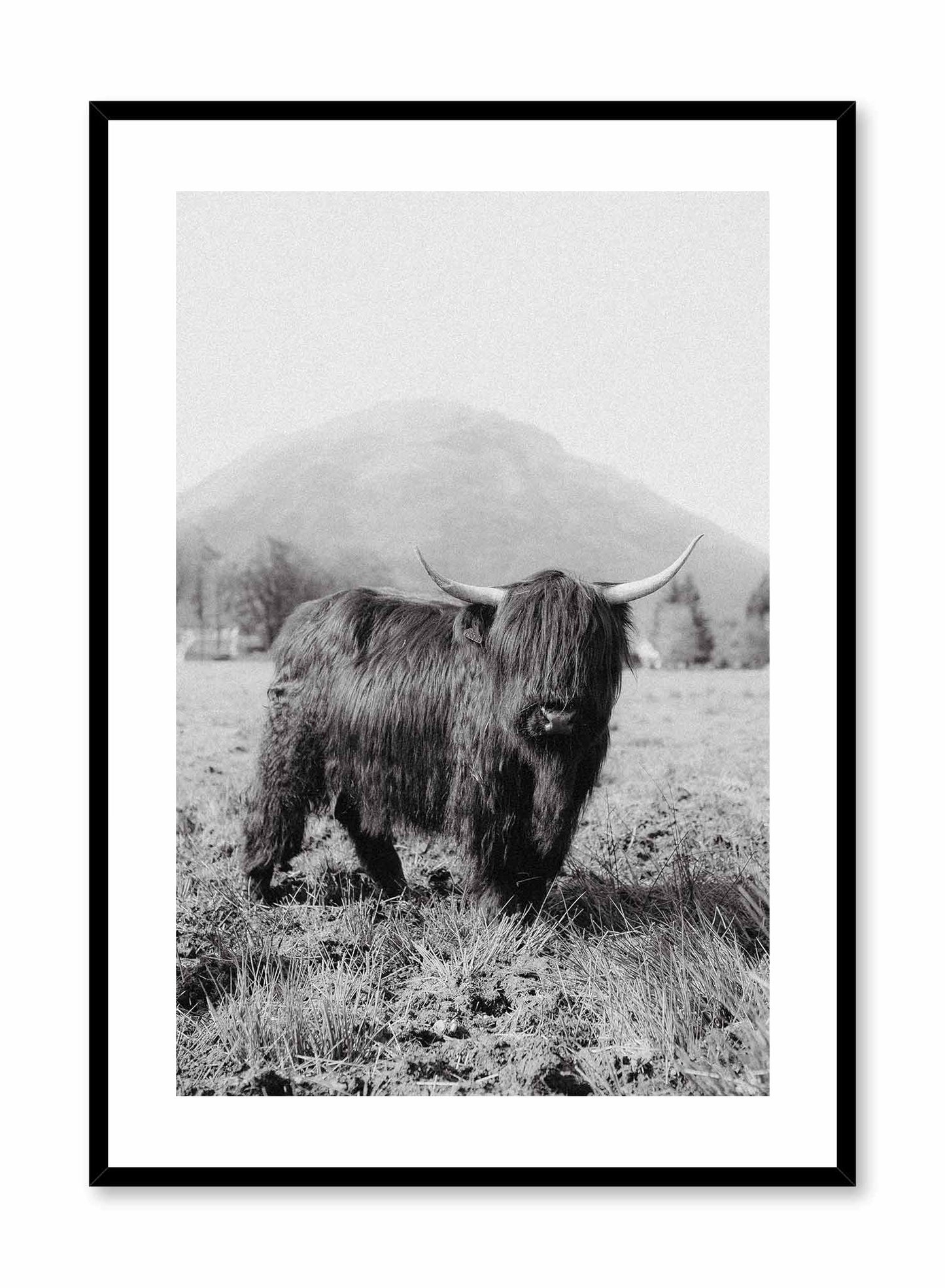 Highland Cow, Poster