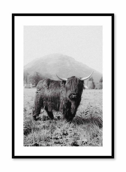 Highland Cow, Poster