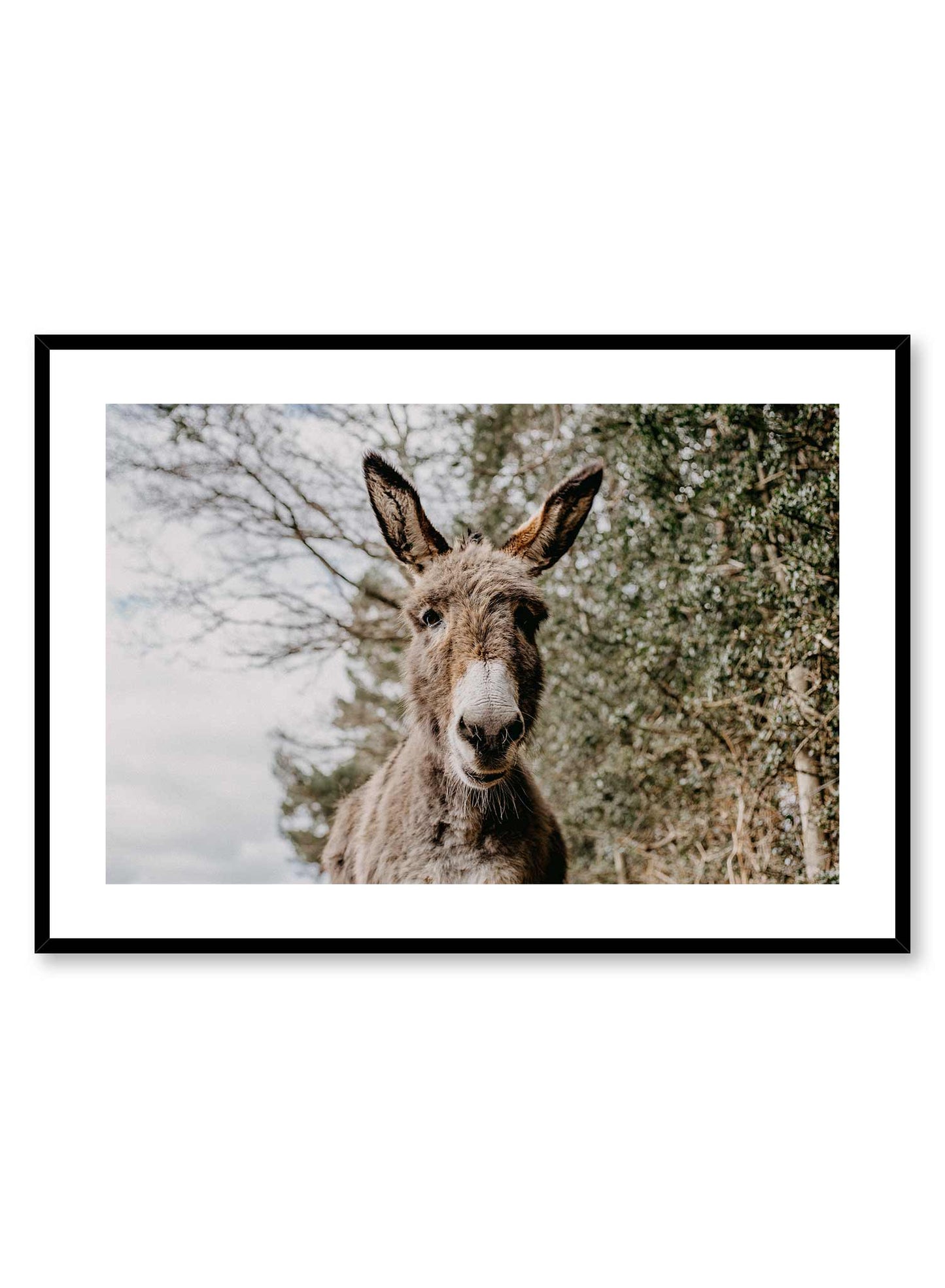 Friendly Donkey, Poster