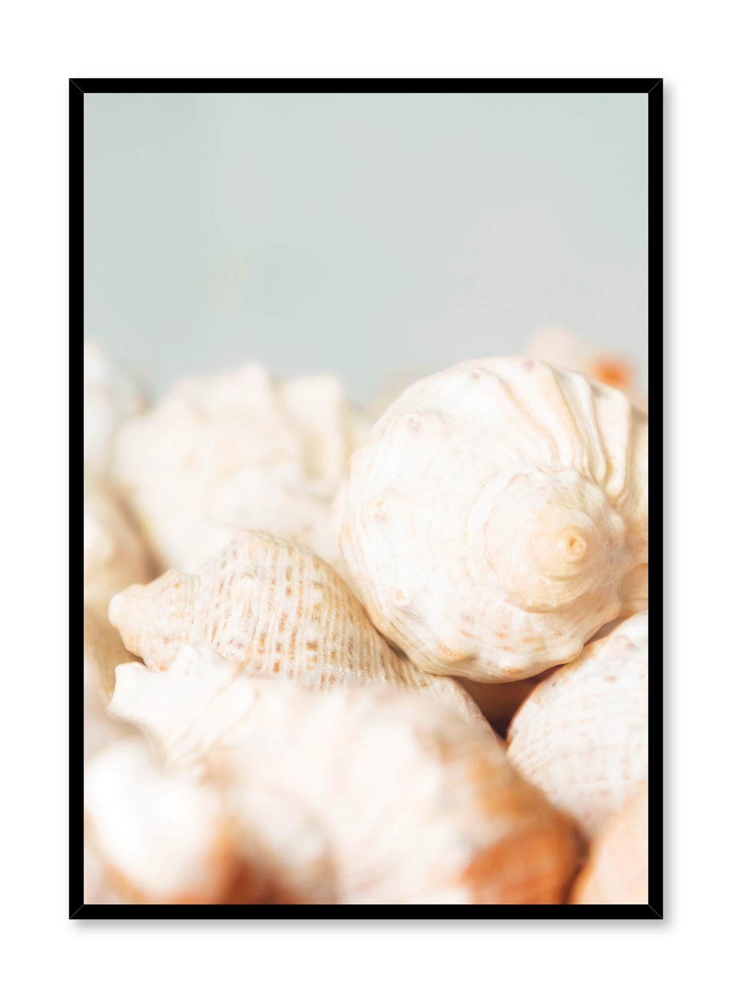 Conch, Poster