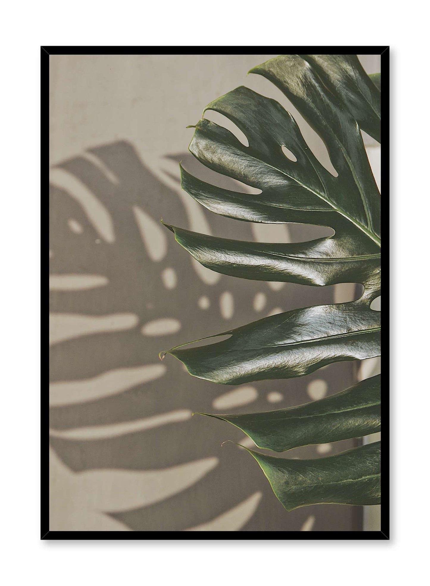 Shady Monstera, Poster
