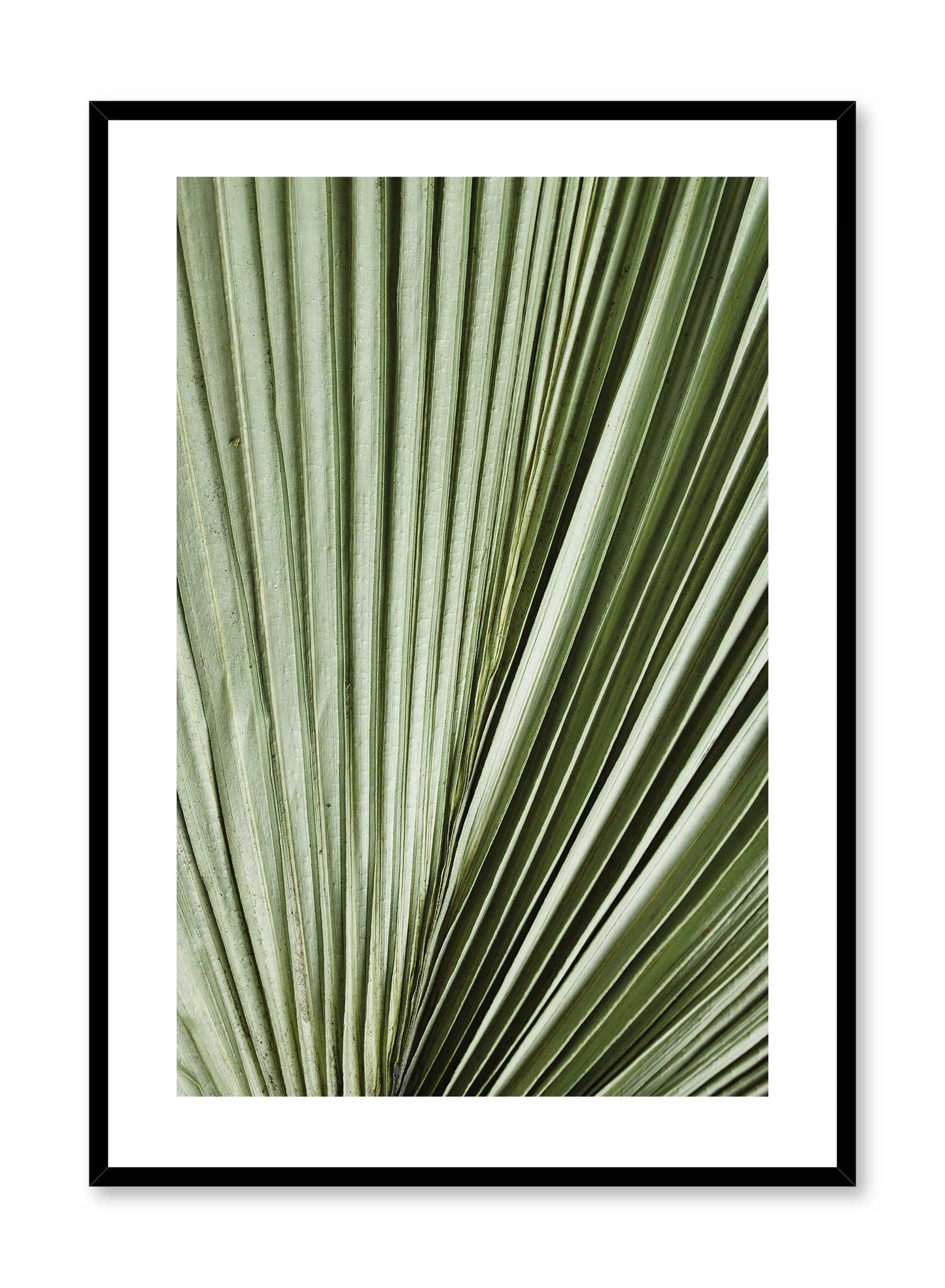 Nature’s Accordion, Poster