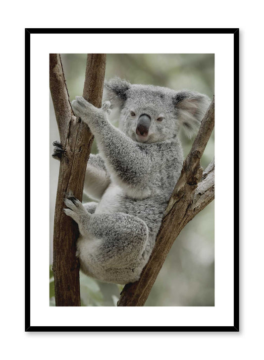 Koala-fied, Poster