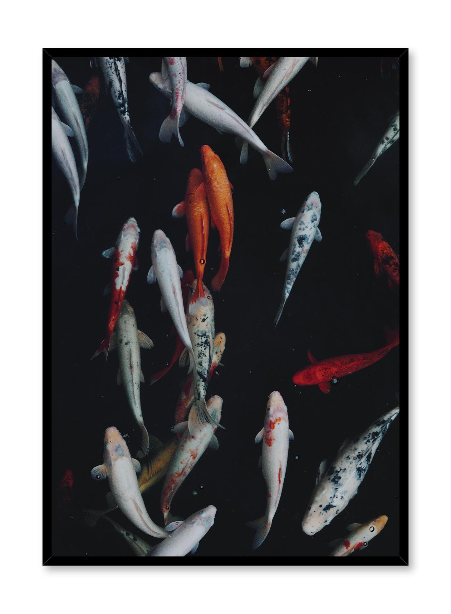 Koi Pond, Poster