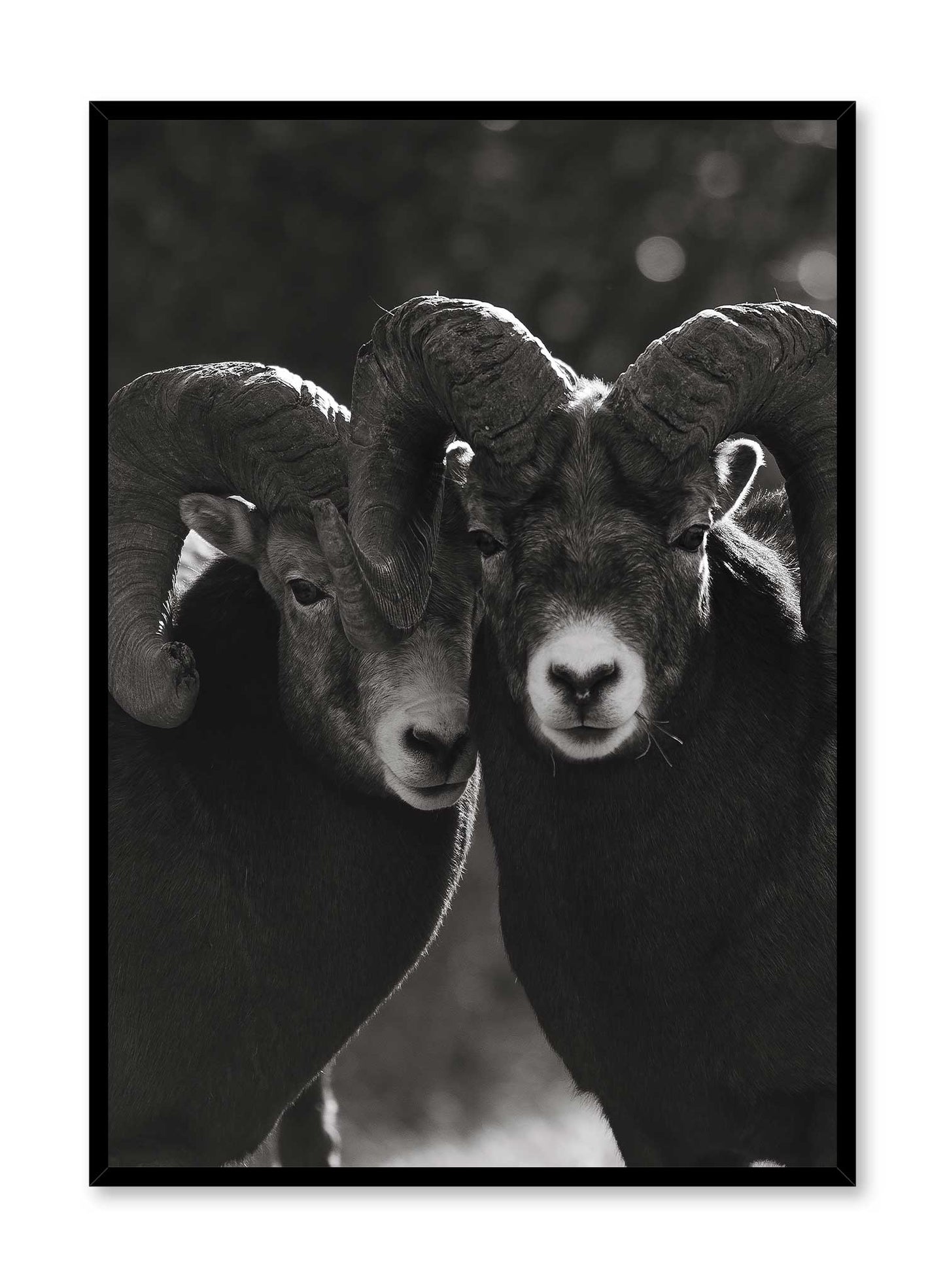 Mouflon Duo, Poster