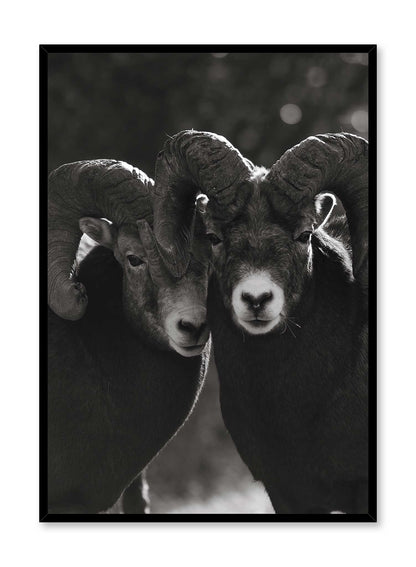 Mouflon Duo, Poster