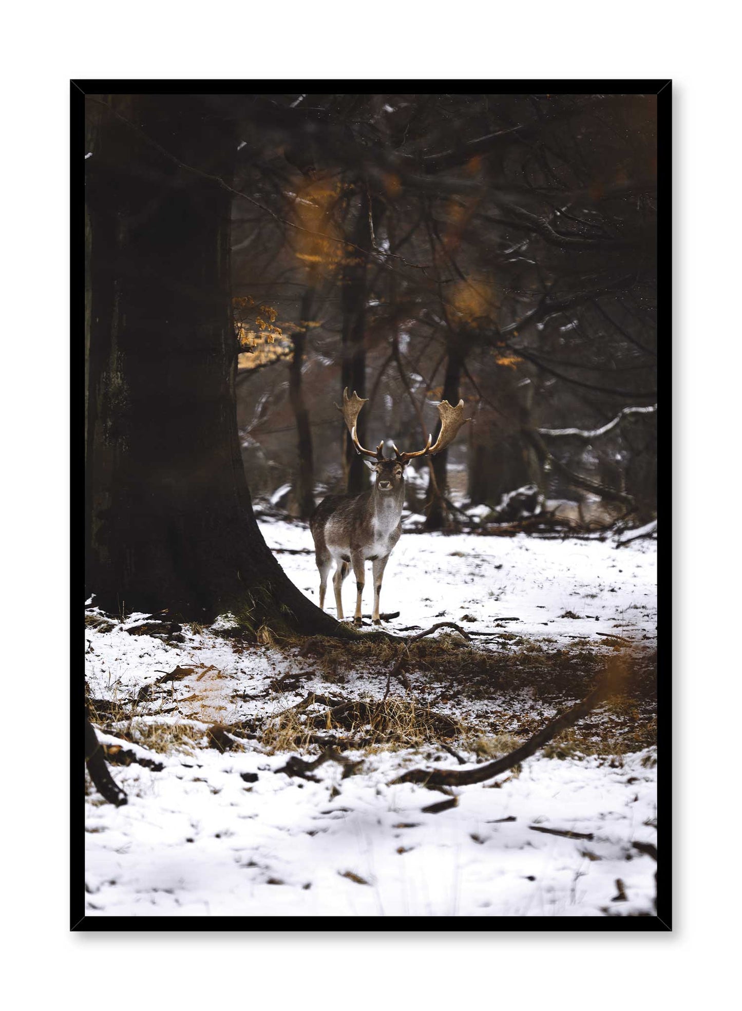 Forest Royalty, Poster