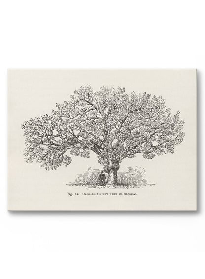 Orchard Cherry Tree, Poster