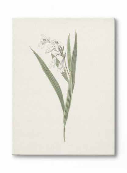 Fresia, Poster
