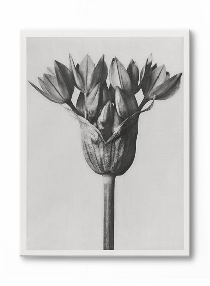 Moody Blossom, Poster